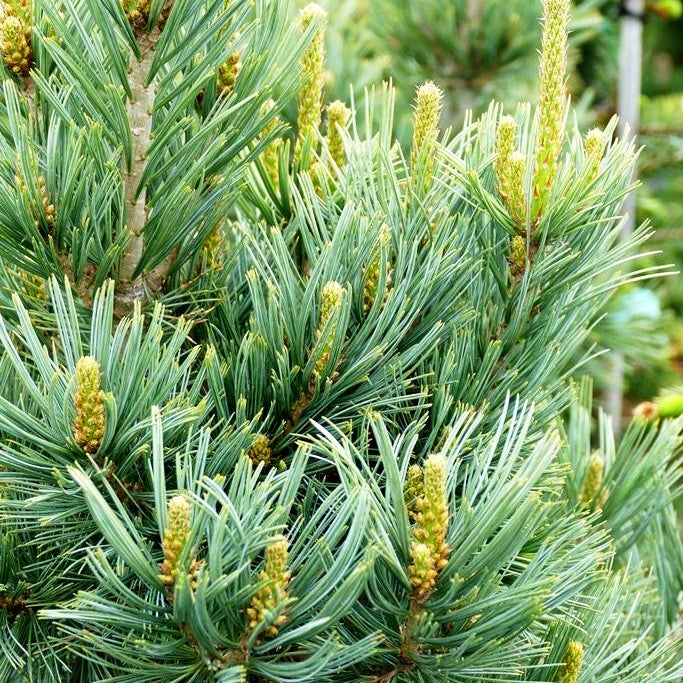Nevada-Zirbel-Kiefer 'Cesarini Blue' (Pinus flexilis)