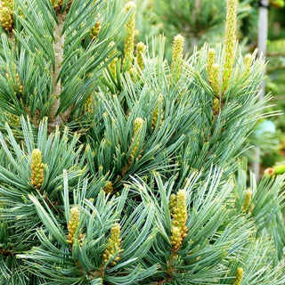 Nevada-Zirbel-Kiefer 'Cesarini Blue' (Pinus flexilis)