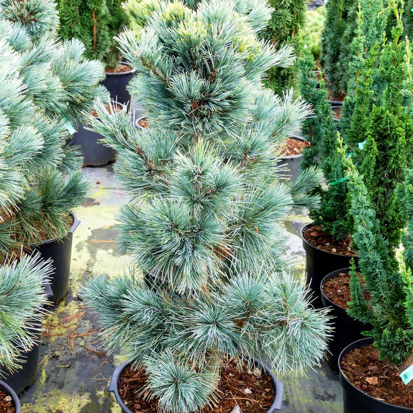 Nevada-Zirbel-Kiefer 'Cesarini Blue' (Pinus flexilis)