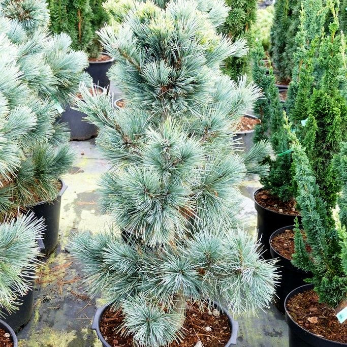 Nevada-Zirbel-Kiefer 'Cesarini Blue' (Pinus flexilis)