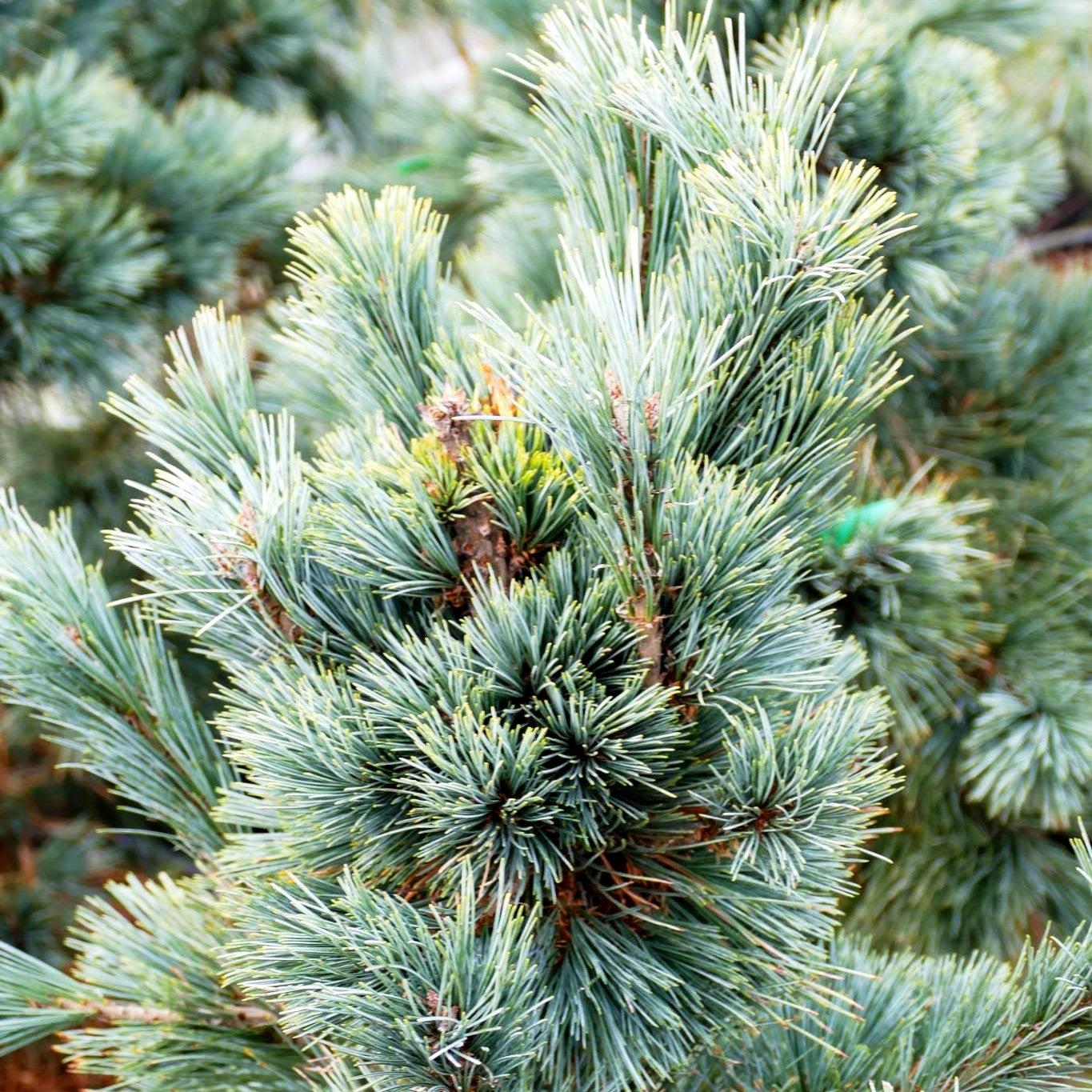 Nevada-Zirbel-Kiefer 'Cesarini Blue' (Pinus flexilis)