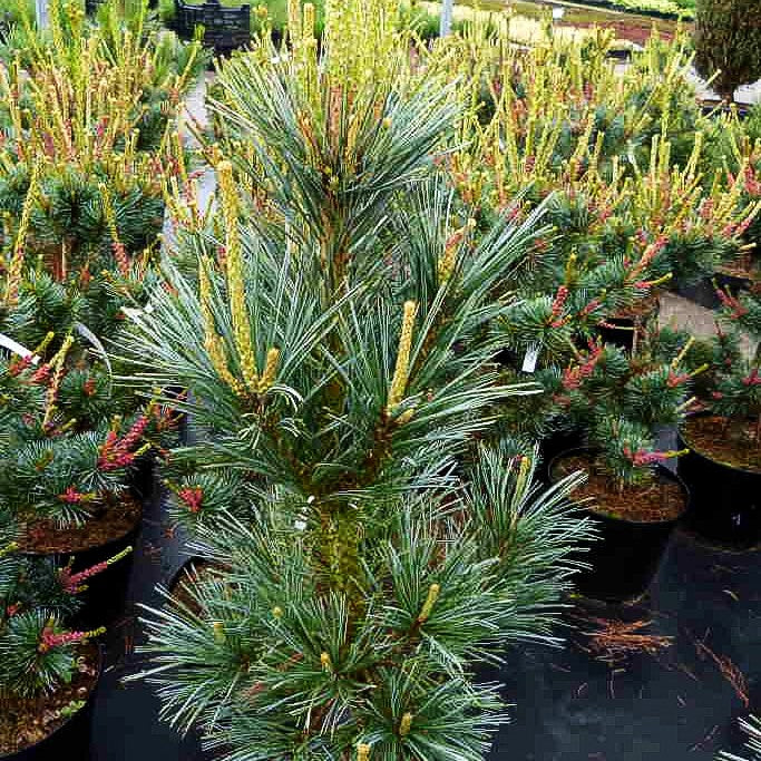 Nevada-Zirbel-Kiefer 'Vanderwolf's Pyramid' (Pinus flexilis)