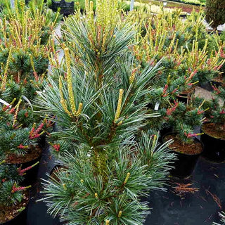 Nevada-Zirbel-Kiefer 'Vanderwolf's Pyramid' (Pinus flexilis)