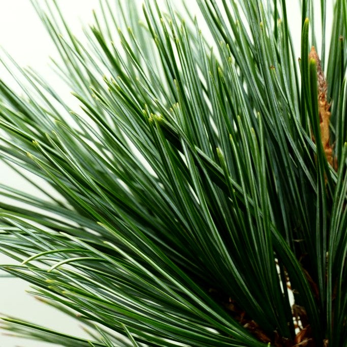 Nevada-Zirbel-Kiefer 'Vanderwolf's Pyramid' (Pinus flexilis)