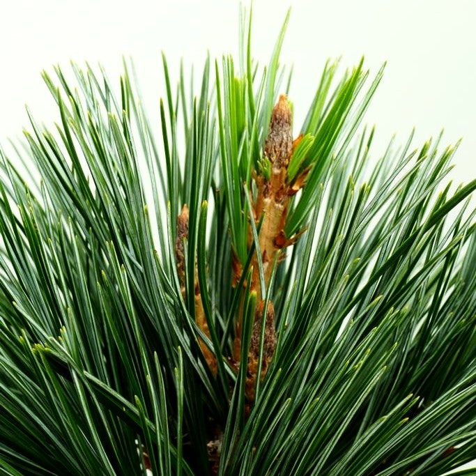 Nevada-Zirbel-Kiefer 'Vanderwolf's Pyramid' (Pinus flexilis)