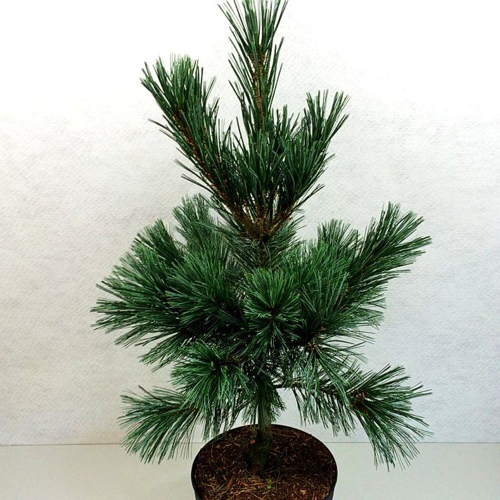 Nevada-Zirbel-Kiefer 'Vanderwolf's Pyramid' (Pinus flexilis)