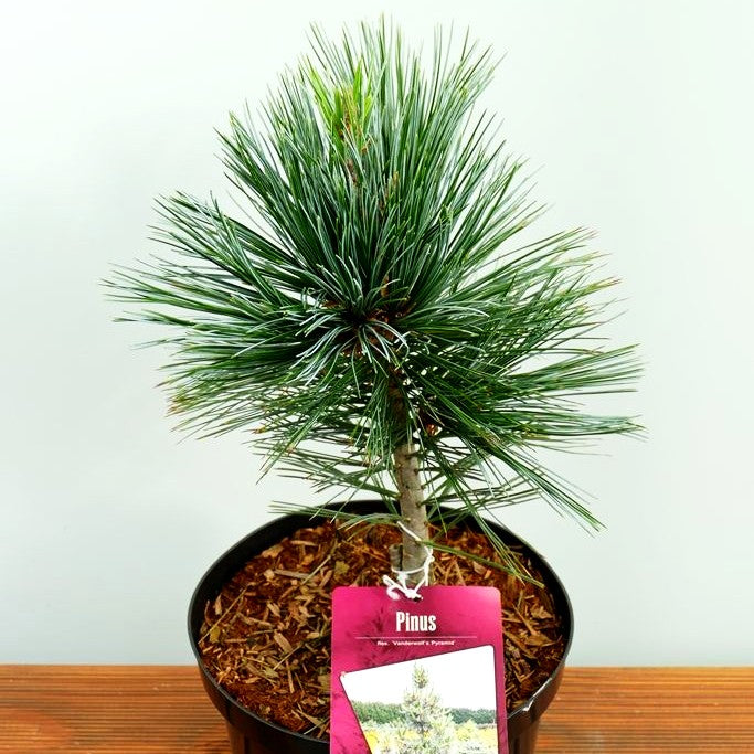 Nevada-Zirbel-Kiefer 'Vanderwolf's Pyramid' (Pinus flexilis)