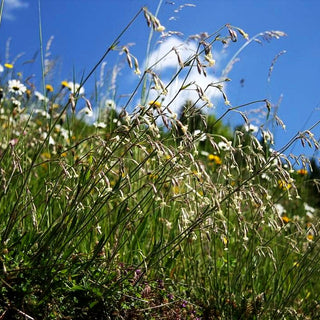 Nickendes Leimkraut (Silene nutans)