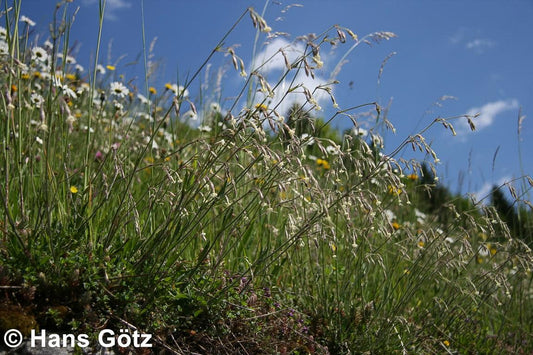 Nickendes Leimkraut (Silene nutans)