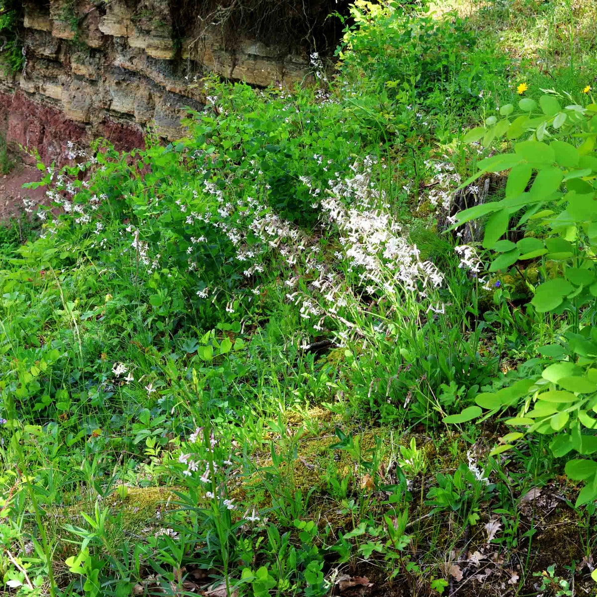 Nickendes Leimkraut (Silene nutans)