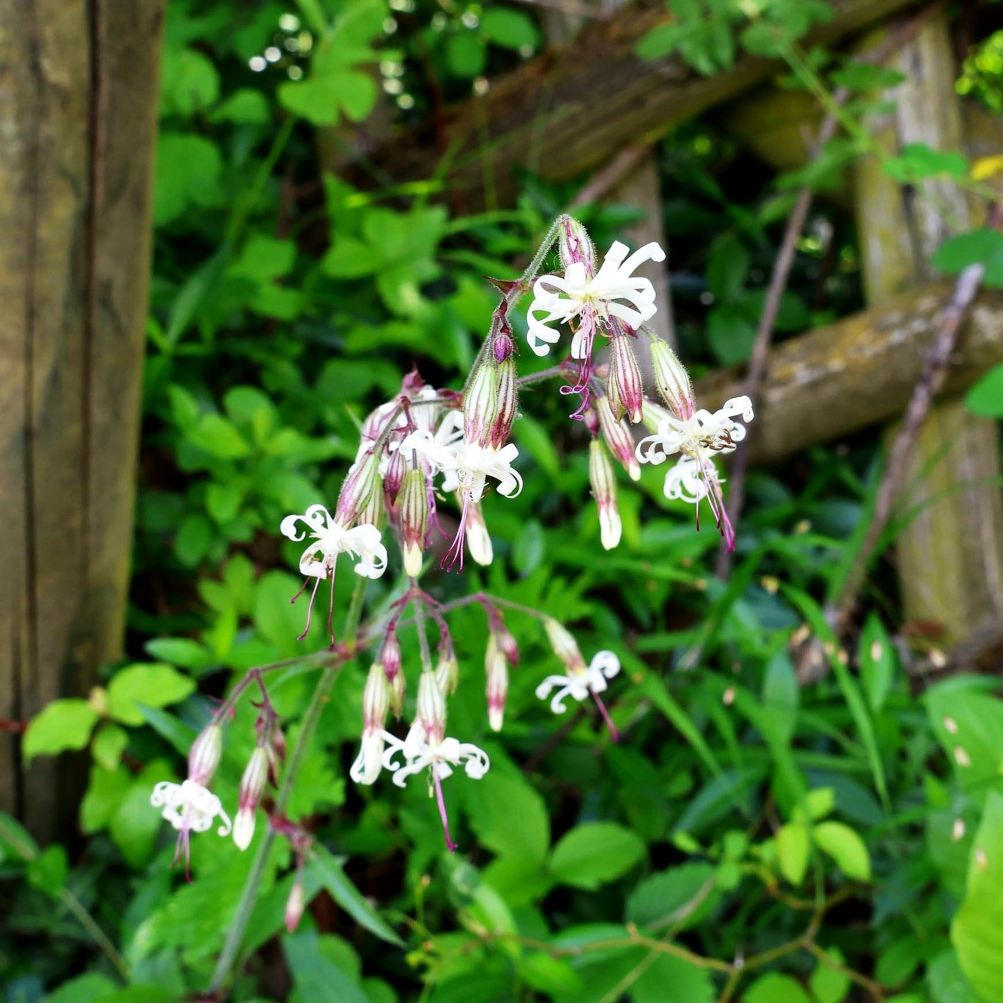 Nickendes Leimkraut (Silene nutans)