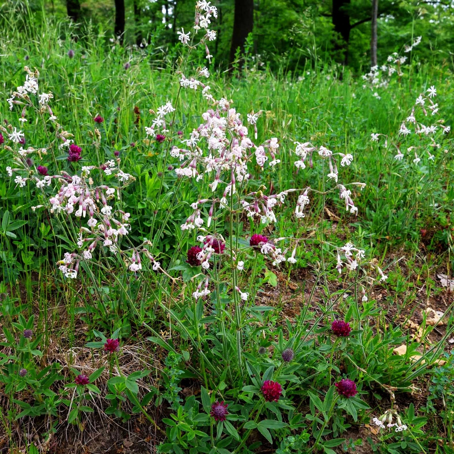 Nickendes Leimkraut (Silene nutans)