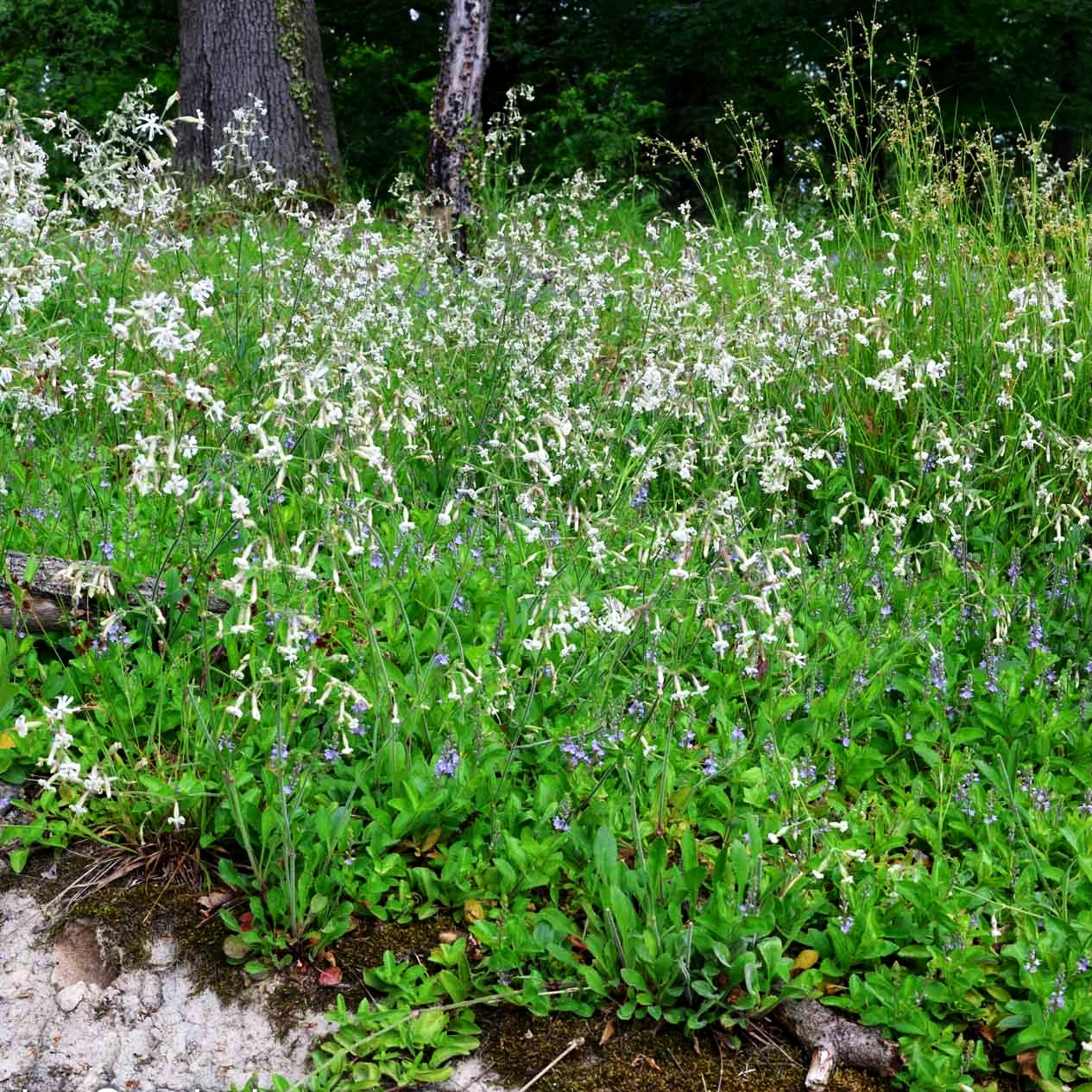 Nickendes Leimkraut (Silene nutans)