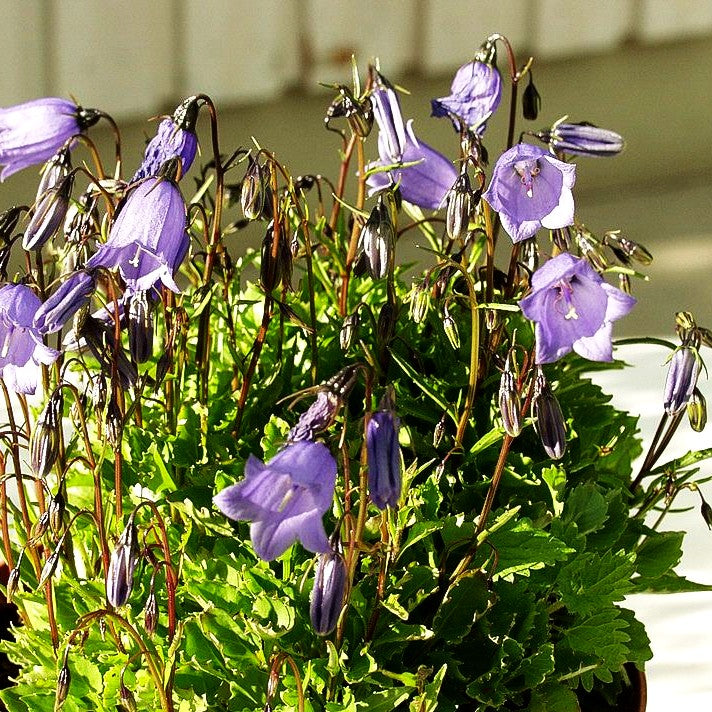 Niedliche Glockenblume (Campanula cochleariifolia)