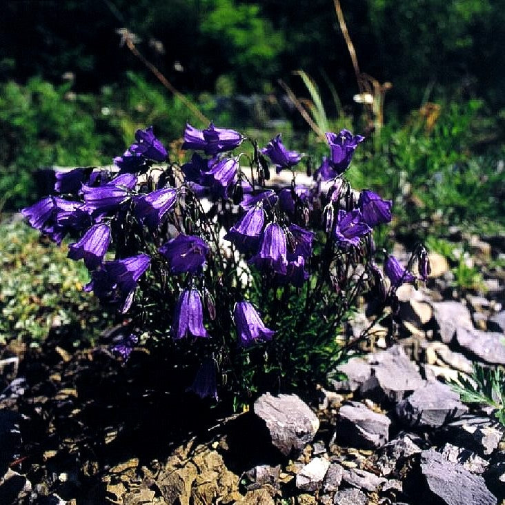 Niedliche Glockenblume (Campanula cochleariifolia)