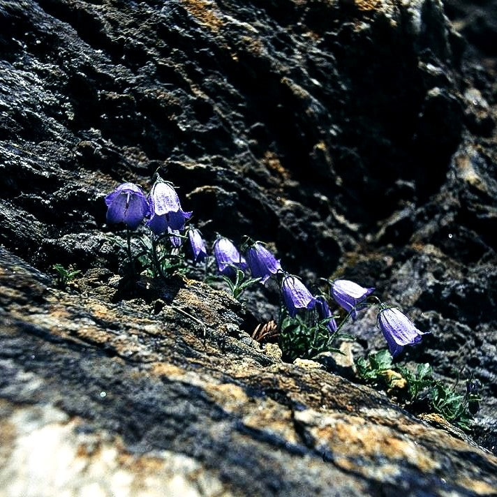 Niedliche Glockenblume (Campanula cochleariifolia)
