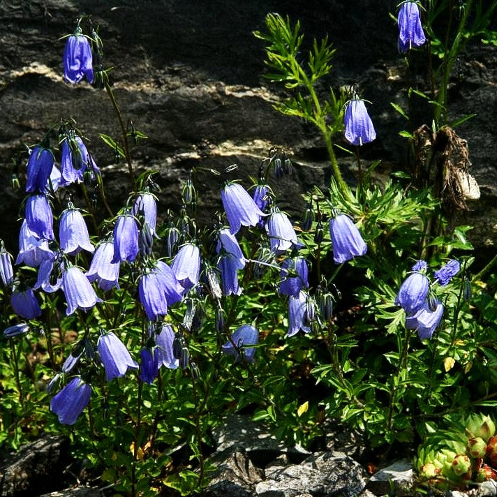 Niedliche Glockenblume (Campanula cochleariifolia)