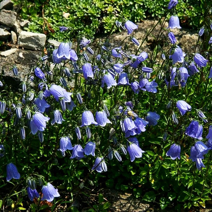 Niedliche Glockenblume (Campanula cochleariifolia)