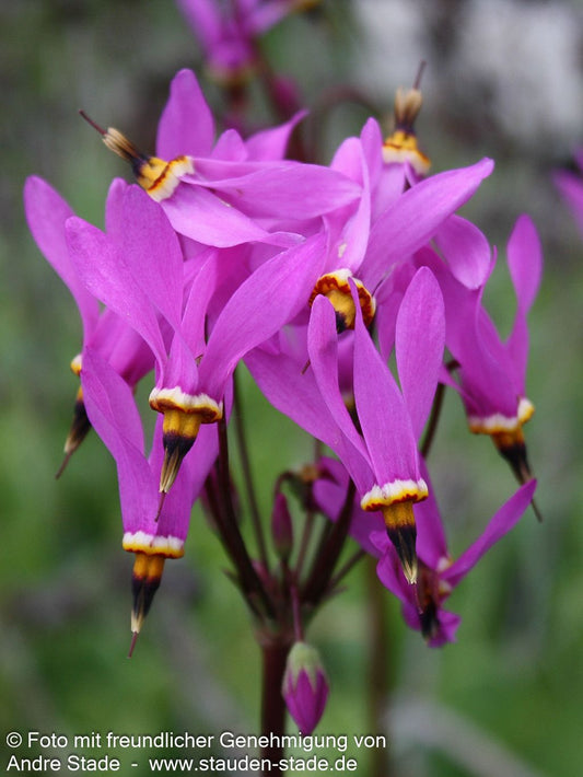 Niedliche Götterblume 'Red Wings' (Dodecatheon pulchellum)