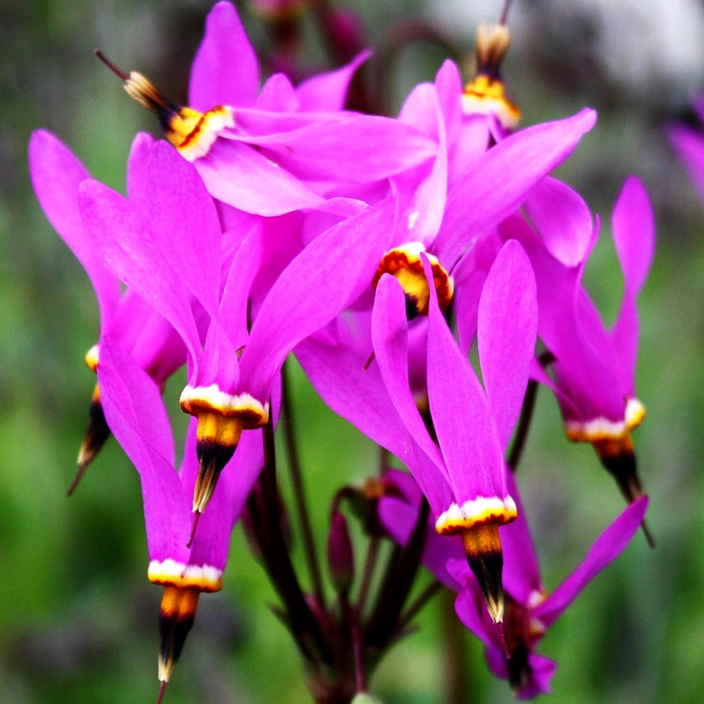 Niedliche Götterblume 'Red Wings' (Dodecatheon pulchellum)