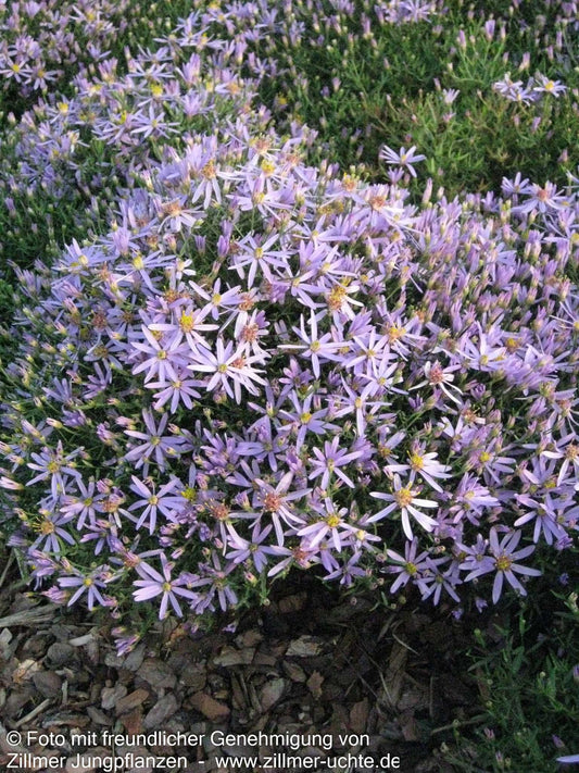 Niedrige Aster 'Nanus' (Aster sedifolius)