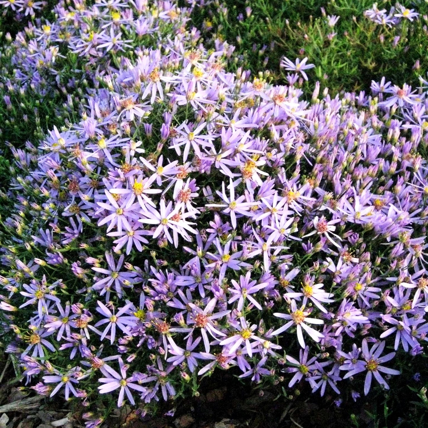 Niedrige Aster 'Nanus' (Aster sedifolius)