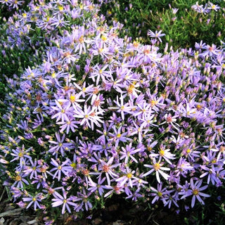 Niedrige Aster 'Nanus' (Aster sedifolius)