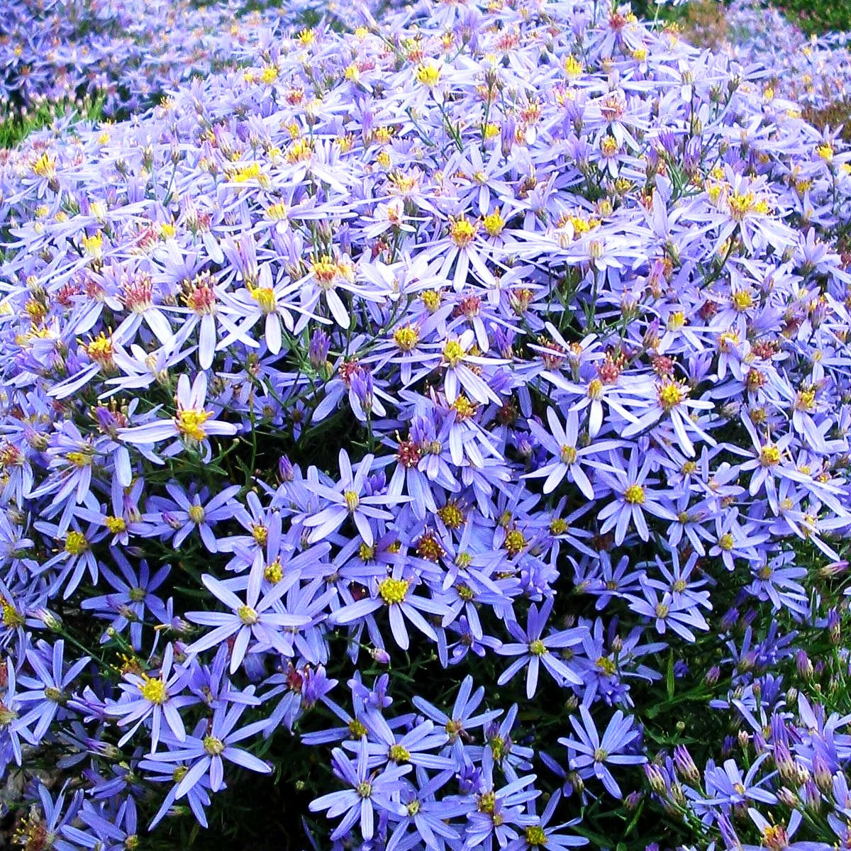 Niedrige Aster 'Nanus' (Aster sedifolius)