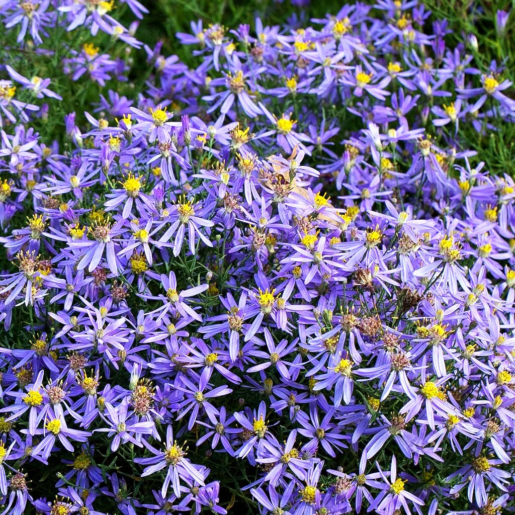 Niedrige Aster 'Nanus' (Aster sedifolius)
