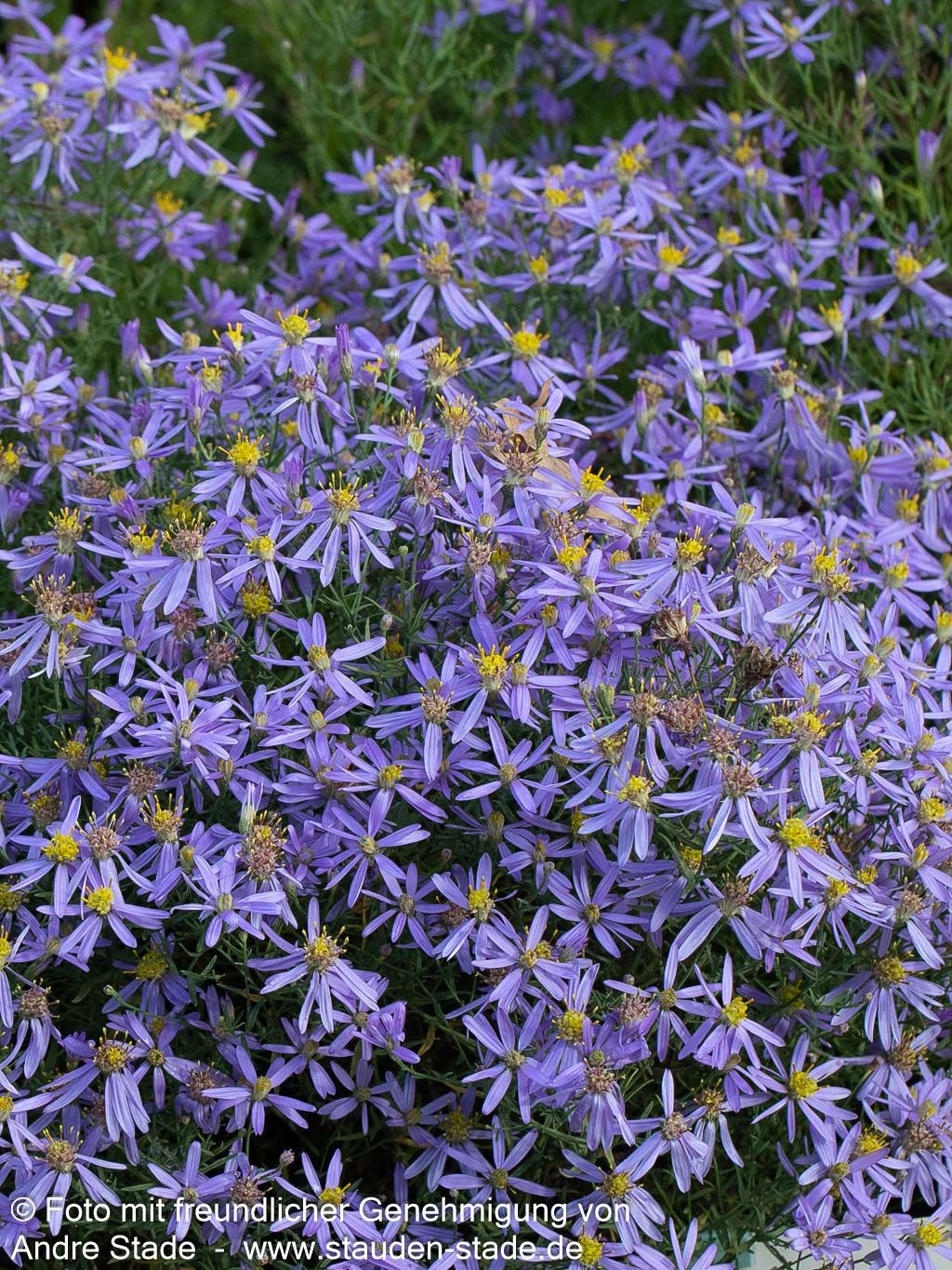 Niedrige Aster 'Nanus' (Aster sedifolius)