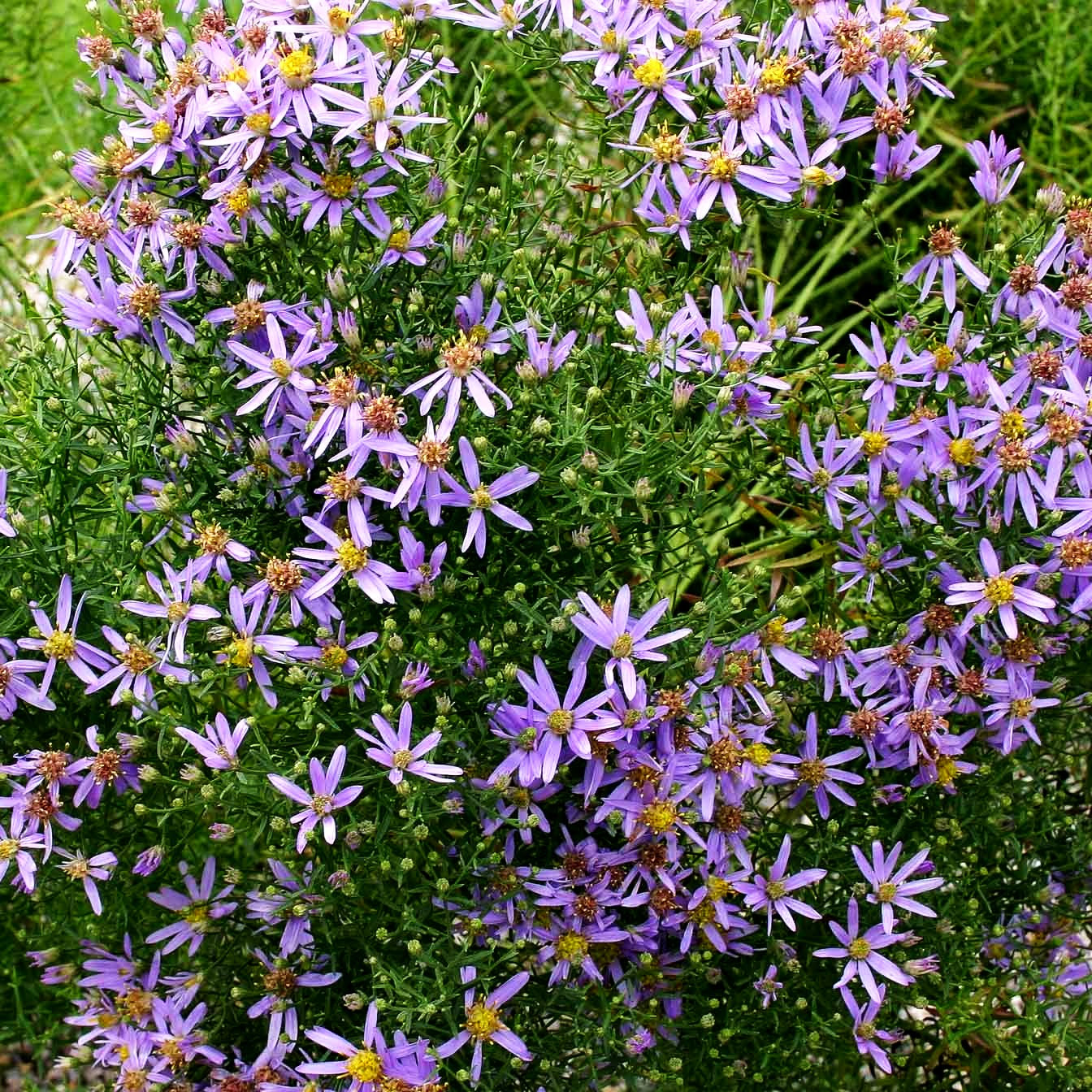 Niedrige Aster 'Nanus' (Aster sedifolius)