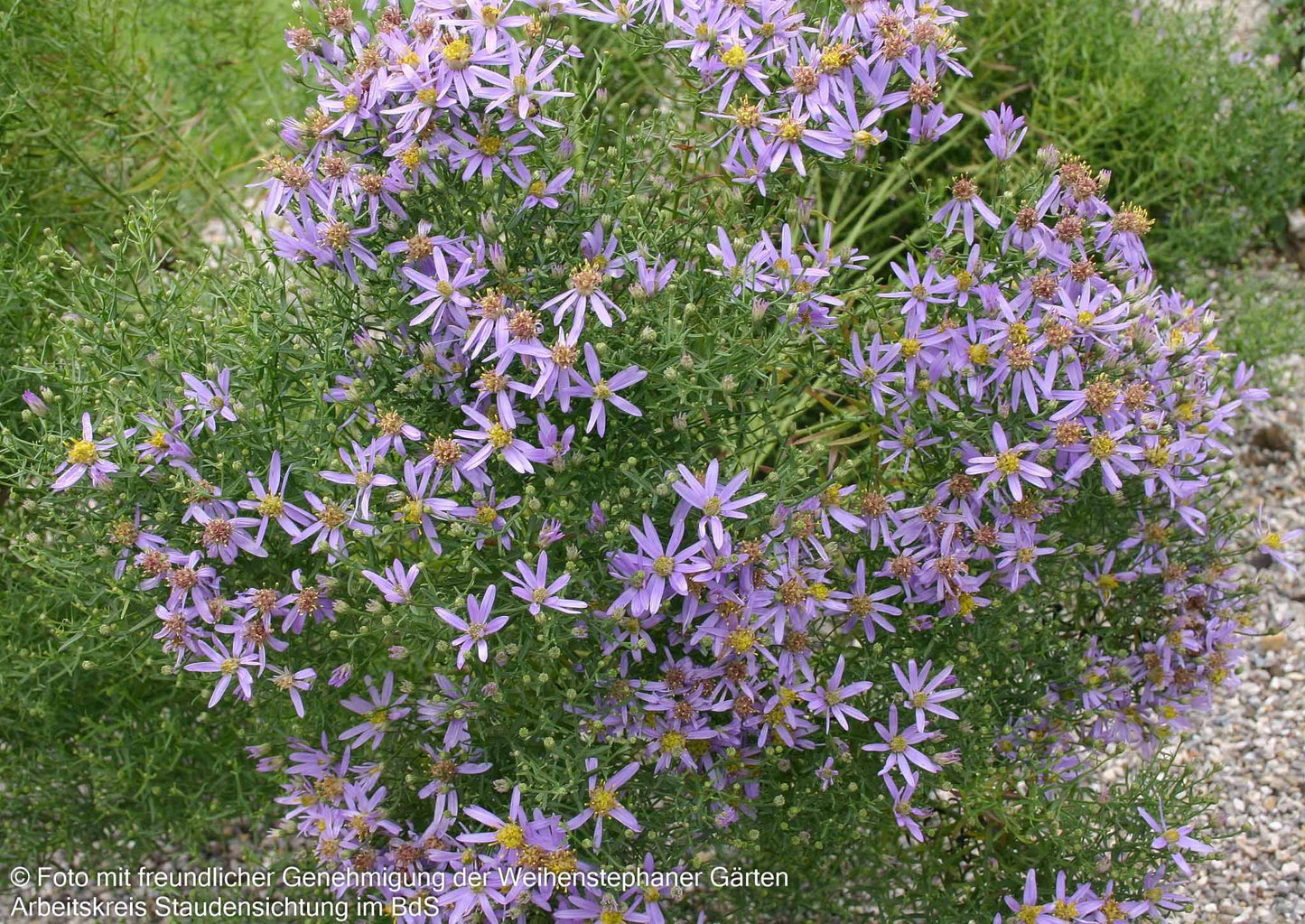 Niedrige Aster 'Nanus' (Aster sedifolius)