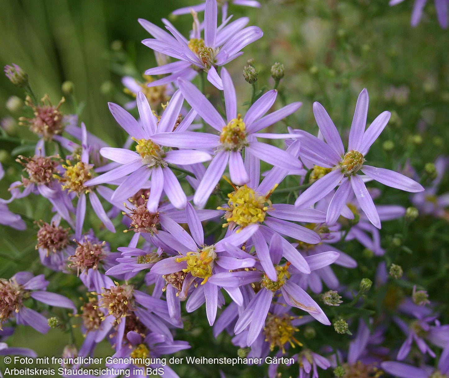 Niedrige Aster 'Nanus' (Aster sedifolius)
