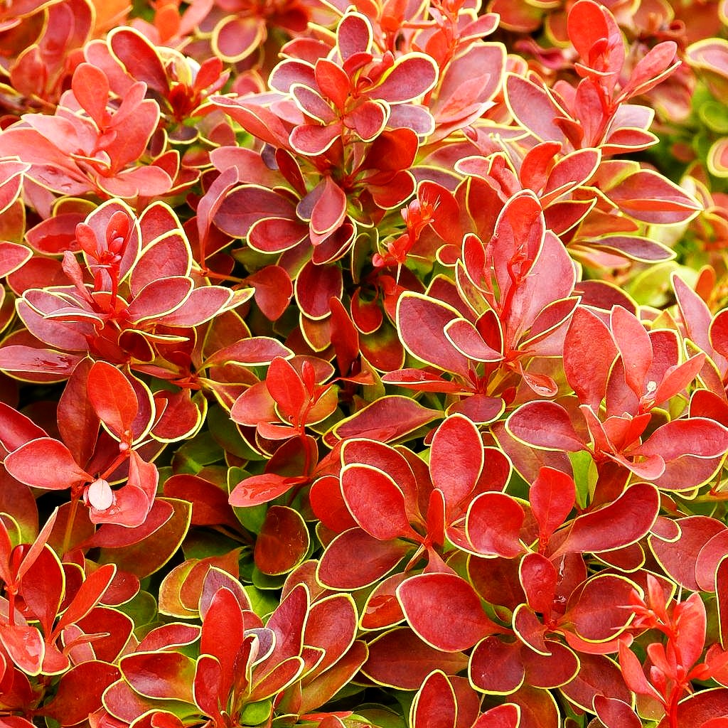 Niedrige Berberitze 'Admiration' (Berberis thunbergii)
