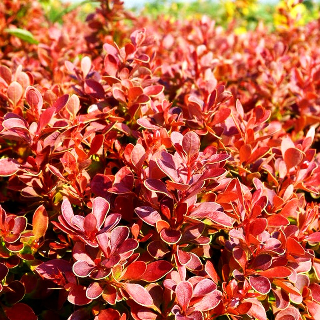 Niedrige Berberitze 'Admiration' (Berberis thunbergii)