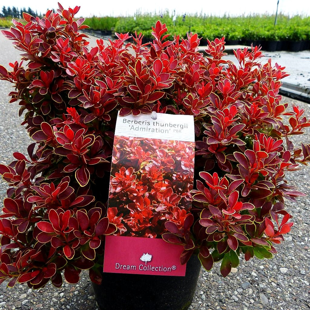 Niedrige Berberitze 'Admiration' (Berberis thunbergii)