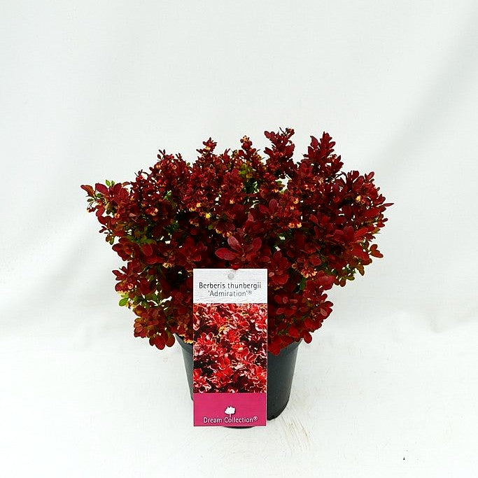 Niedrige Berberitze 'Admiration' (Berberis thunbergii)