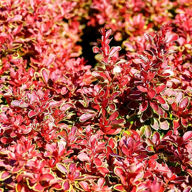 Niedrige Berberitze 'Maja' (Berberis thunbergii CORAL)