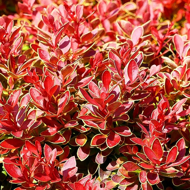 Niedrige Berberitze 'Maja' (Berberis thunbergii CORAL)