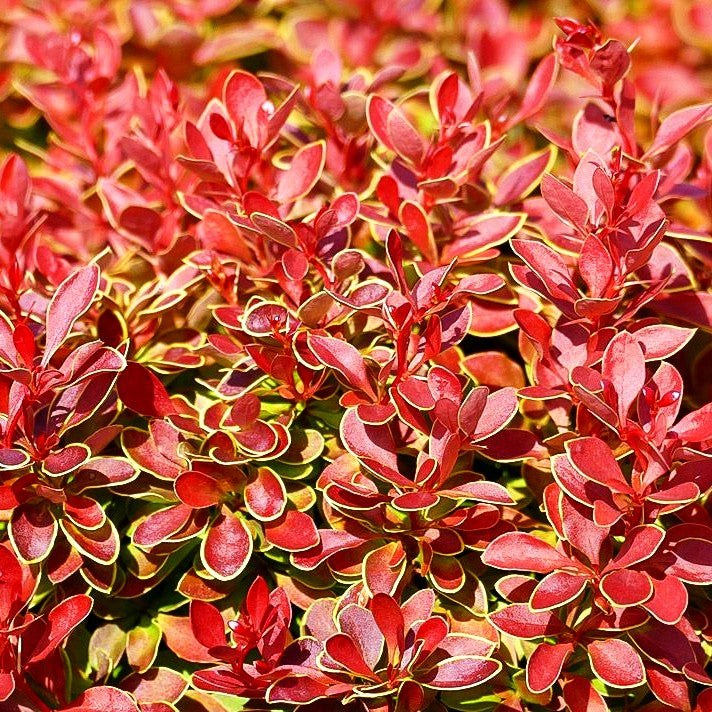 Niedrige Berberitze 'Maja' (Berberis thunbergii CORAL)