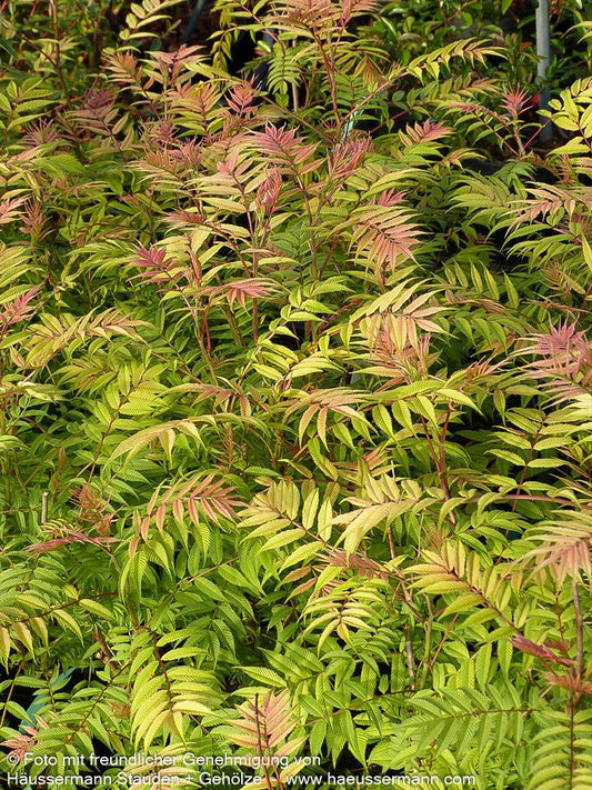 Niedrige Fiederspiere 'Sem' (Sorbaria sorbifolia)