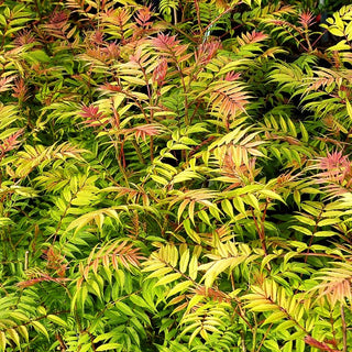 Niedrige Fiederspiere 'Sem' (Sorbaria sorbifolia)