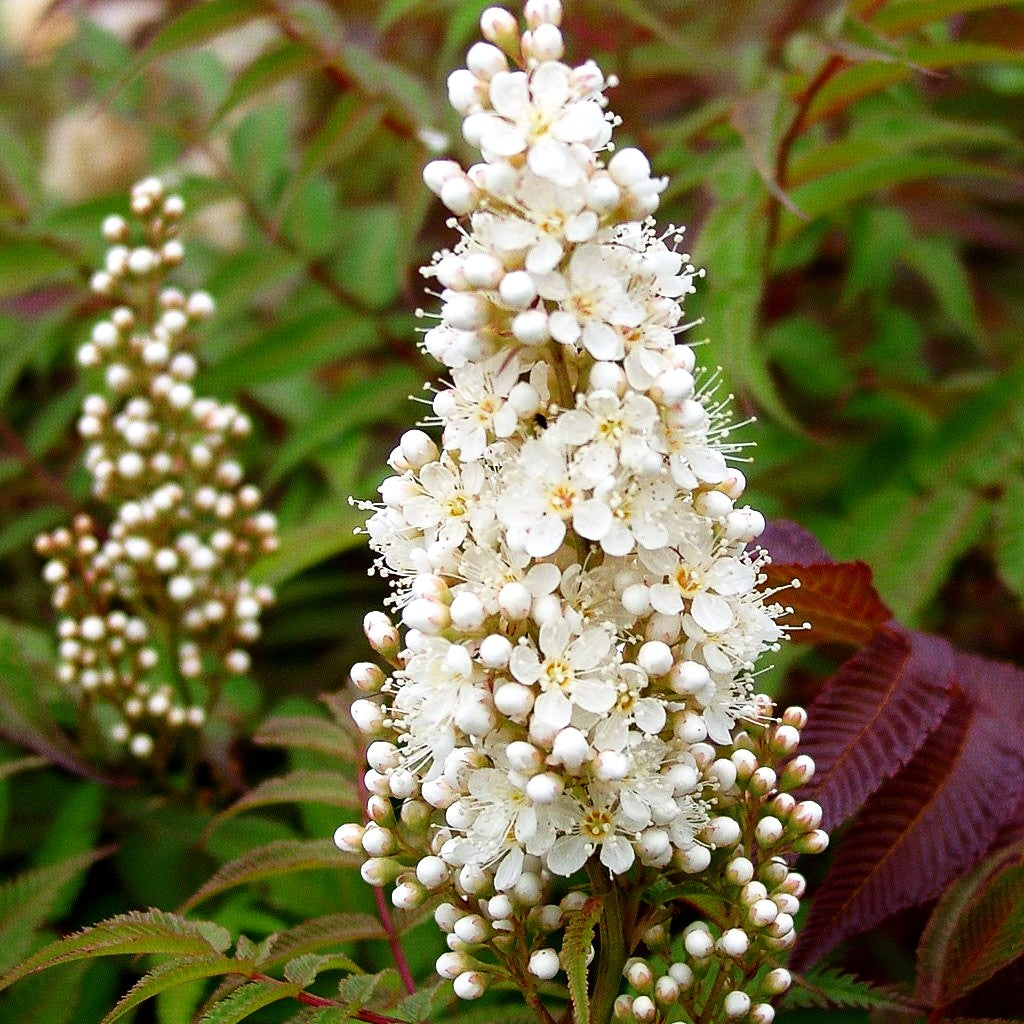 Niedrige Fiederspiere 'Sem' (Sorbaria sorbifolia)