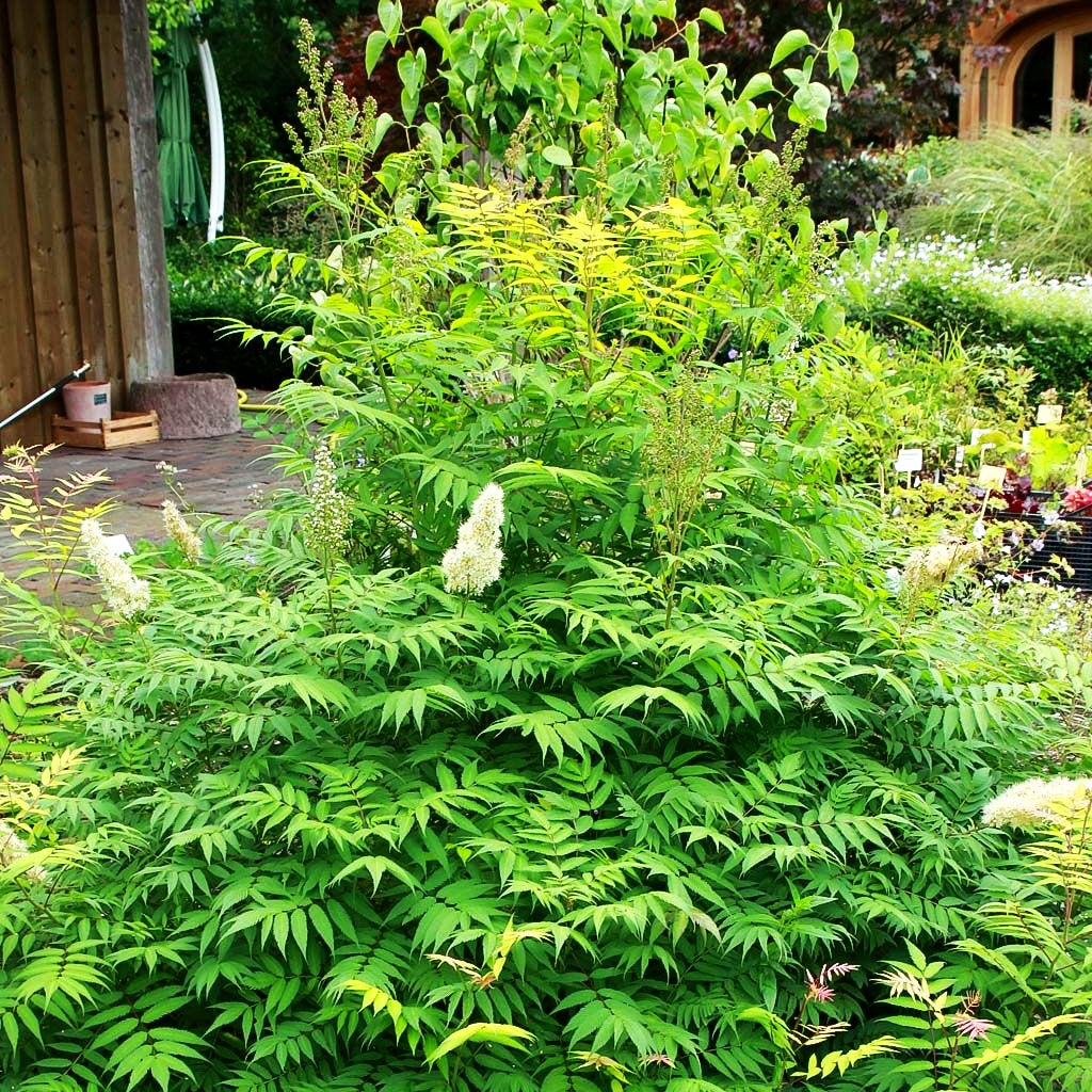 Niedrige Fiederspiere 'Sem' (Sorbaria sorbifolia)