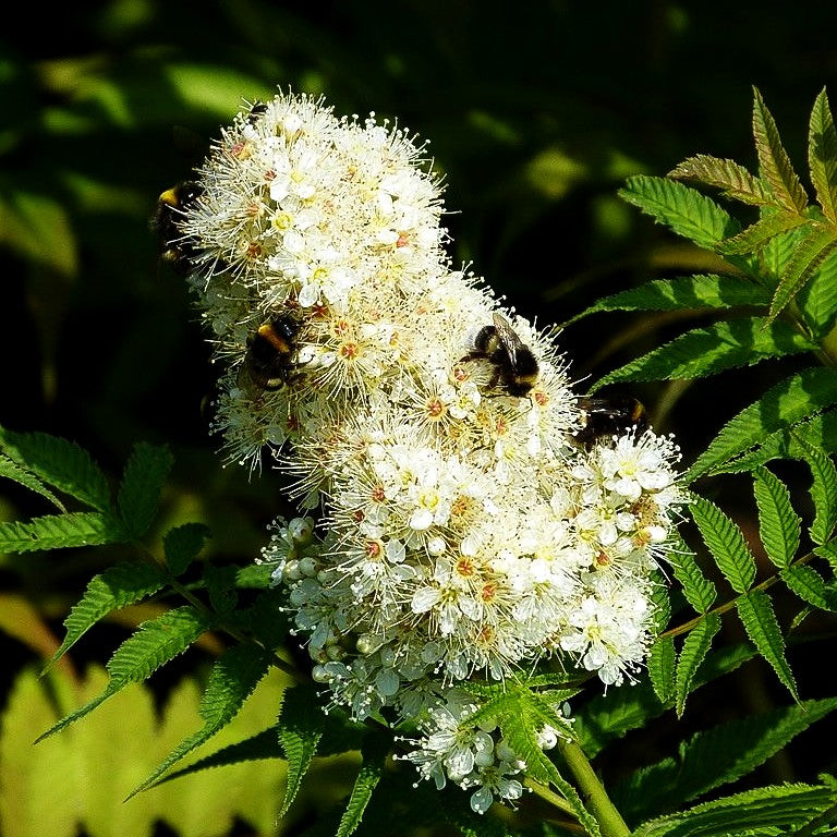 Niedrige Fiederspiere 'Sem' (Sorbaria sorbifolia)