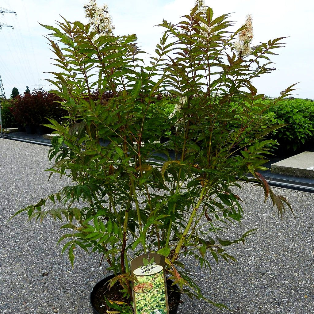Niedrige Fiederspiere 'Sem' (Sorbaria sorbifolia)