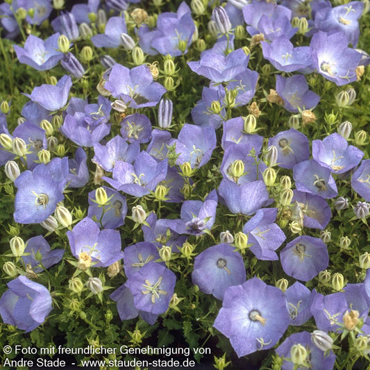 Niedrige Glockenblume 'Blaue Clips' (Campanula carp.)