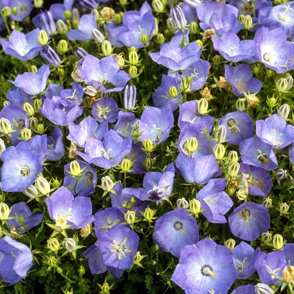 Niedrige Glockenblume 'Blaue Clips' (Campanula carp.)