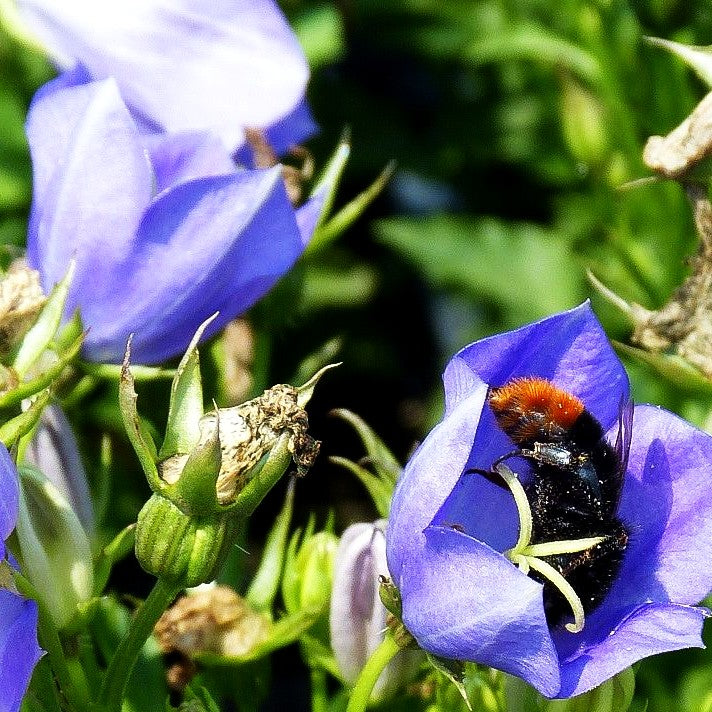 Niedrige Glockenblume 'Blaue Clips' (Campanula carp.)