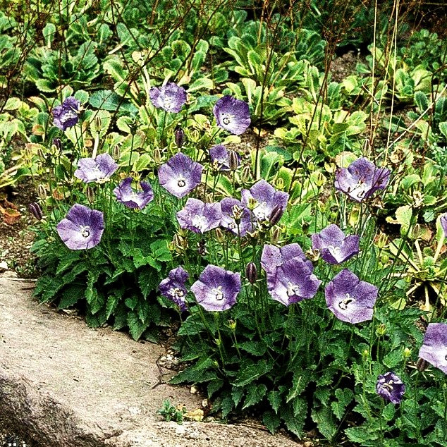 Niedrige Glockenblume 'Blaue Clips' (Campanula carp.)
